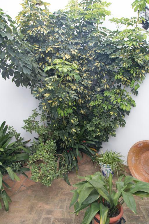 Casa Rural Migolla Osuna Luaran gambar